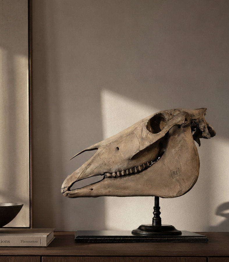 Paardenschedel Medisch Artefact Paardenschedel Medisch Artefact