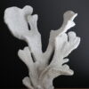 Replica Coral
