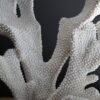 Replica Coral