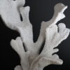 Replica Coral