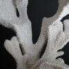 Replica Coral
