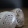 Schelpen op sokkel
