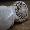 Schelpen op sokkel