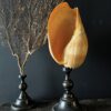 Grote schelp op sokkel