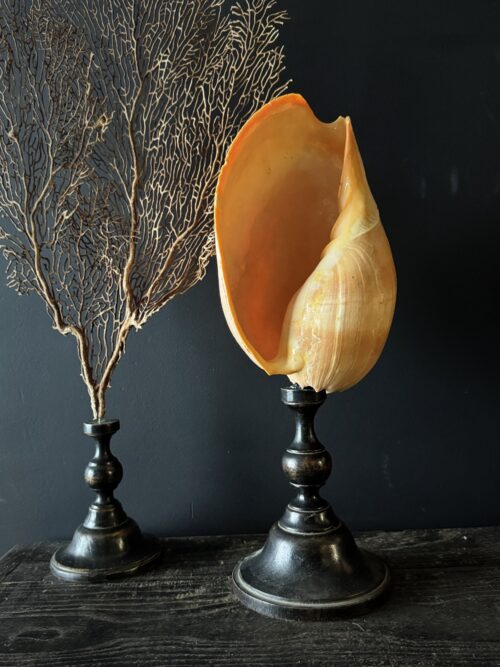 Grote schelp op sokkel