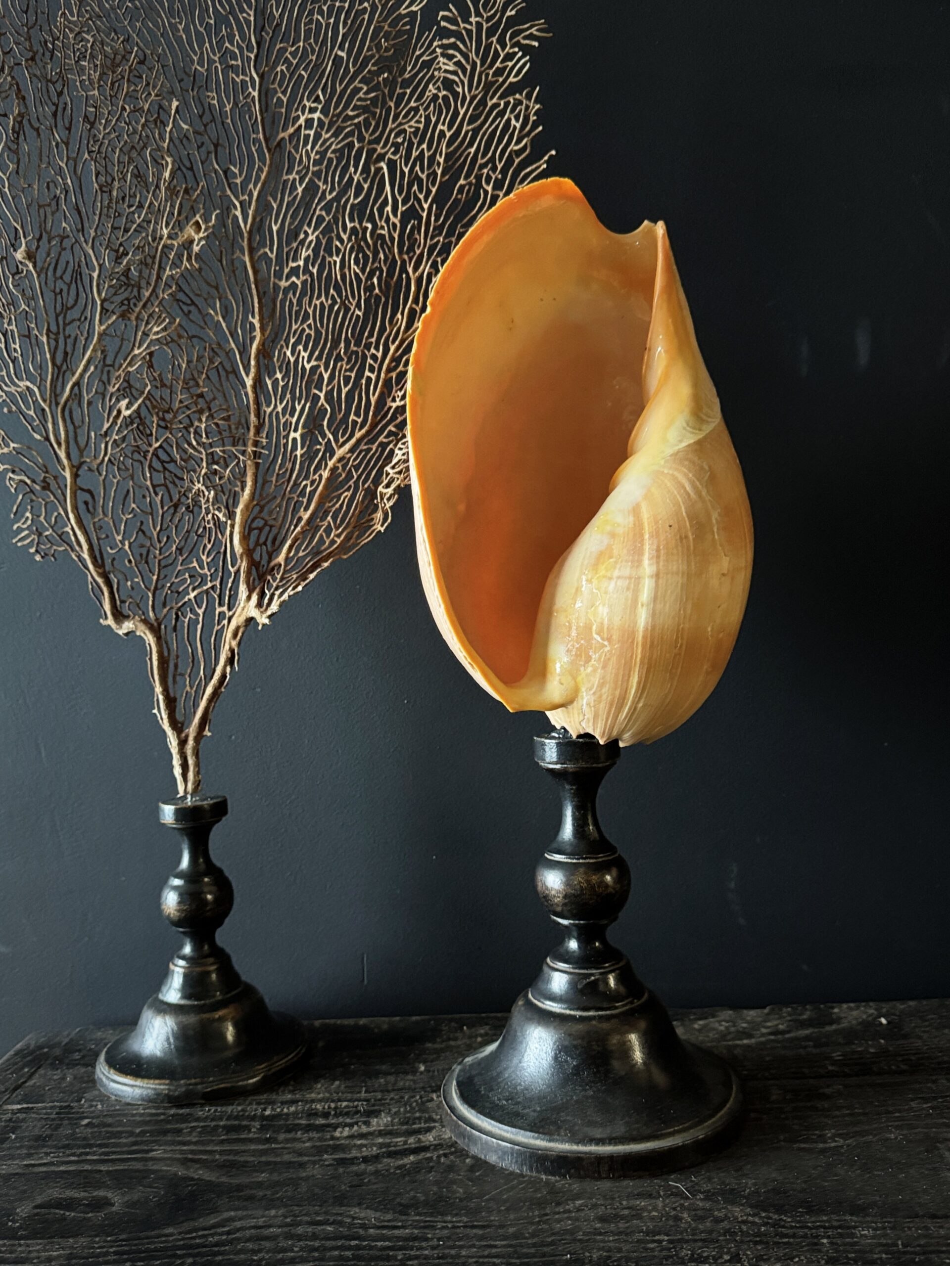 Grote schelp op sokkel