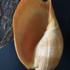 Grote schelp op sokkel XXL