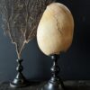 Grote schelp op sokkel XXL