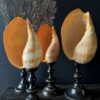 Grote schelp op sokkel Grote schelp op sokkel