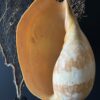Grote schelp op sokkel Grote schelp op sokkel