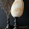Grote schelp op sokkel