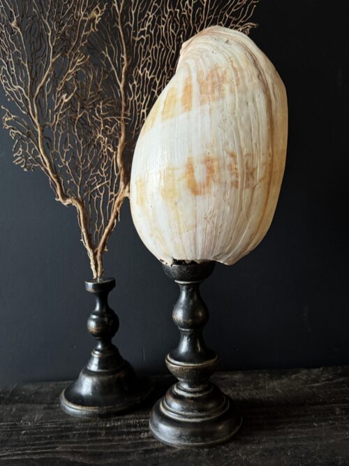 Grote schelp op sokkel