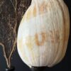 Grote schelp op sokkel Grote schelp op sokkel
