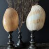 Grote schelp op sokkel Grote schelp op sokkel