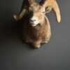 Opgezette dikhoorn ram