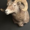 Opgezette dikhoorn ram