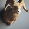 Opgezette dikhoorn ram
