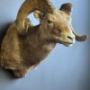 Opgezette dikhoorn ram