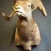 Opgezette dikhoorn ram