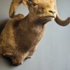 Opgezette dikhoorn ram