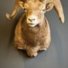 Opgezette dikhoorn ram
