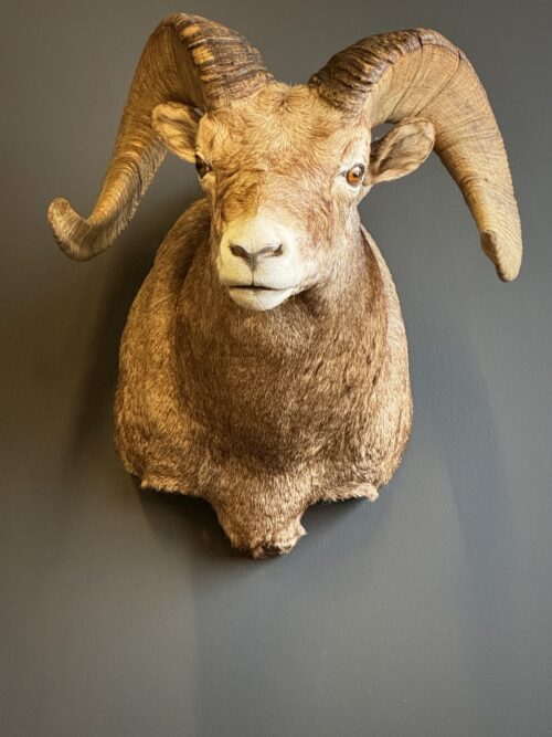 Opgezette dikhoorn ram