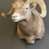 Opgezette dikhoorn ram