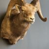 Opgezette dikhoorn ram