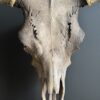 Bull skull Medical artefact