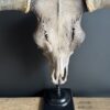 Bull skull Medical artefact