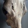 Bull skull Medical artefact