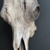 Bull skull Medical artefact