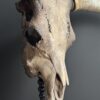 Bull skull Medical artefact