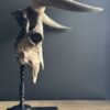 Bull skull Medical artefact