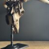Bull skull Medical artefact