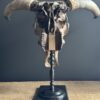 Bull skull Medical artefact
