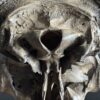 Bull skull Medical artefact