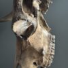 Bull skull Medical artefact