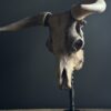 Bull skull Medical artefact