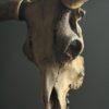 Bull skull Medical artefact