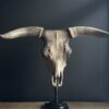 Bull skull Medical artefact
