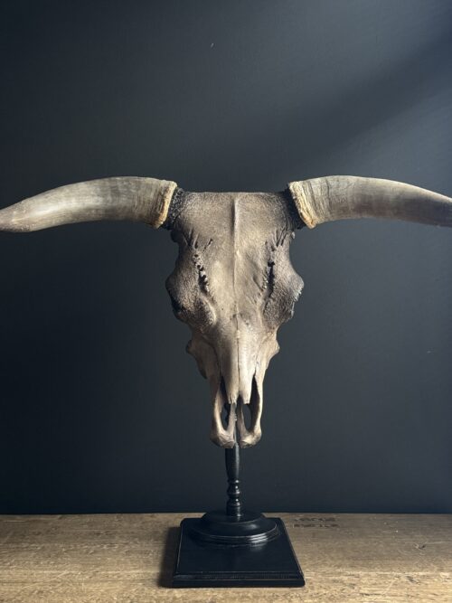 Schedel van een stier