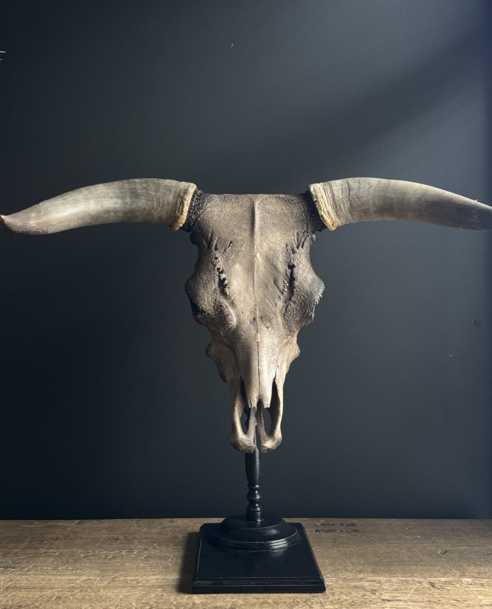 Schedel van een stier