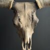 Bull skull Medical artefact