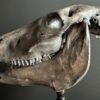 Paardenschedel Medisch Artefact Paardenschedel Medisch Artefact