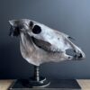 Paardenschedel Medisch Artefact Paardenschedel Medisch Artefact