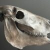 Paardenschedel Medisch Artefact Paardenschedel Medisch Artefact