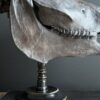 Paardenschedel Medisch Artefact Paardenschedel Medisch Artefact