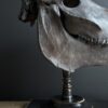 Paardenschedel Medisch Artefact Paardenschedel Medisch Artefact