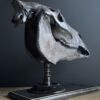 Paardenschedel Medisch Artefact Paardenschedel Medisch Artefact